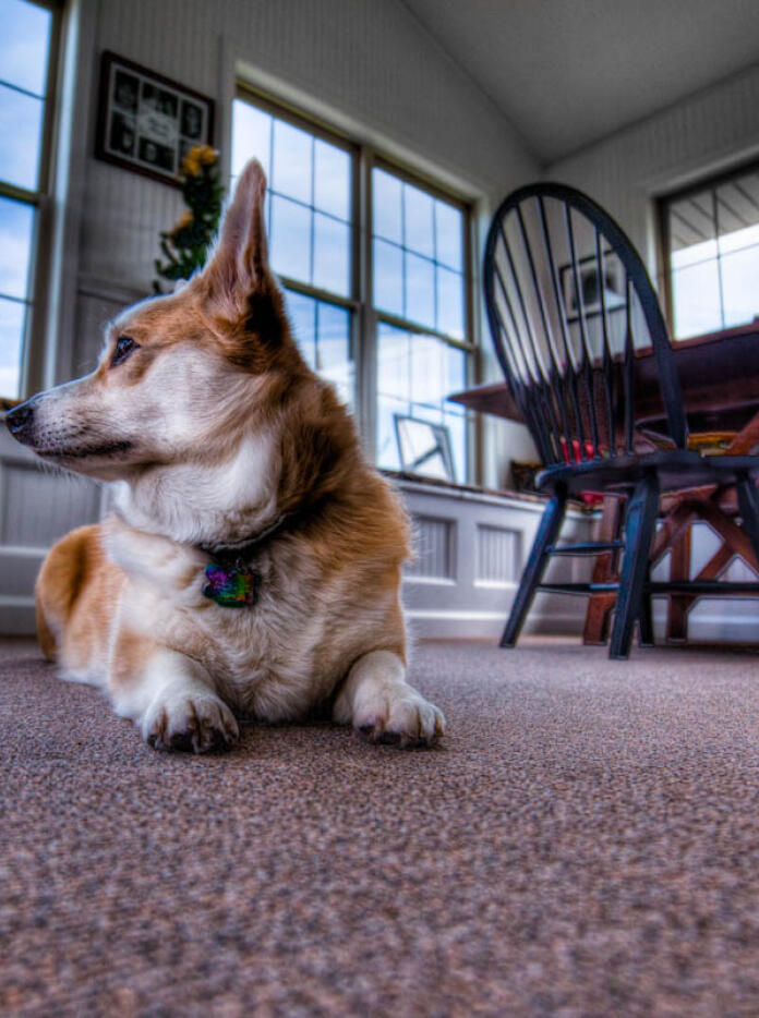 A corgi lying on the floor in a room looking to the side.