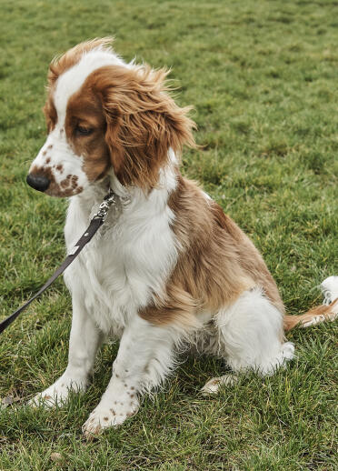 A brown and white spaniel sitting on the grass.