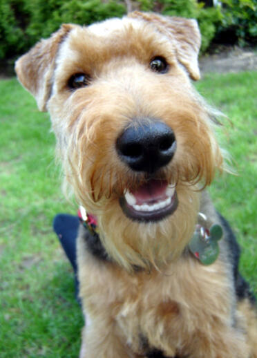  A Welsh Terrier smiling at the camera