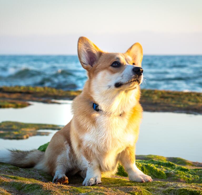 Brown and White Corgi on Rock Formation Near Body of Water
