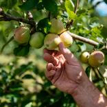 A sun-dappled hand picking apples from an apple tree .