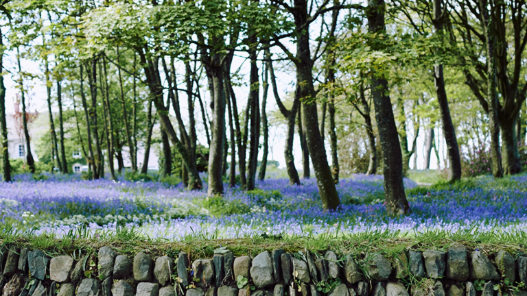 Bluebells in wood near Melin Tregwynt