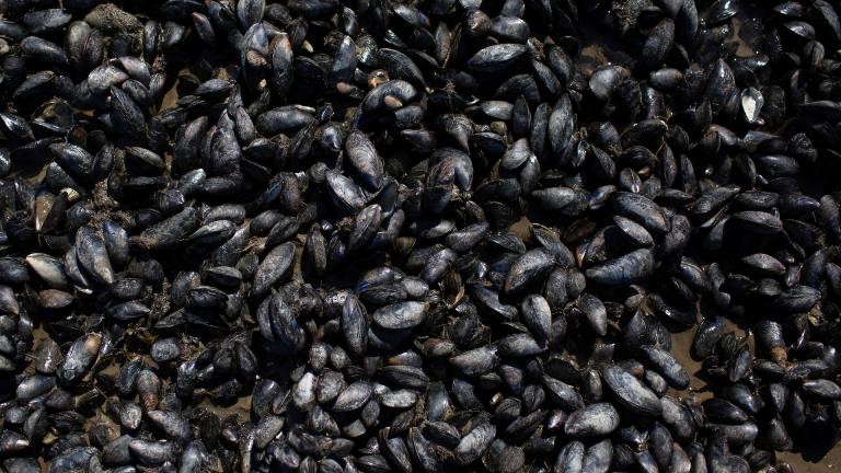 Close-up of mussels lying on the mud.