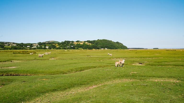 Schafe weiden auf den Salzwiesen von Weobley Castle Farm, Halbinsel Gower.