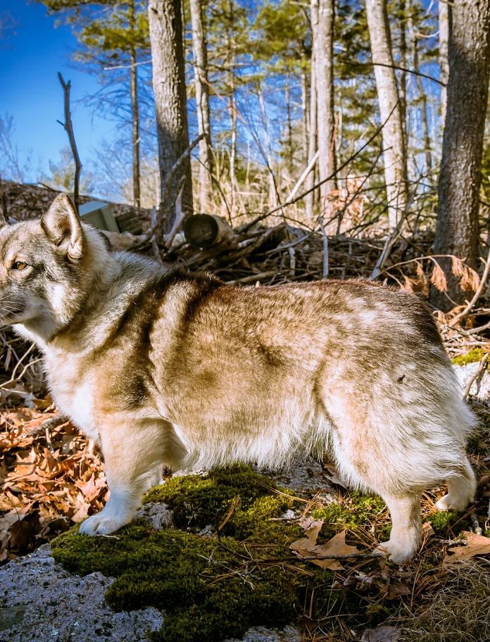 Ein schwedischer Vallhund, der in einem Wald steht.