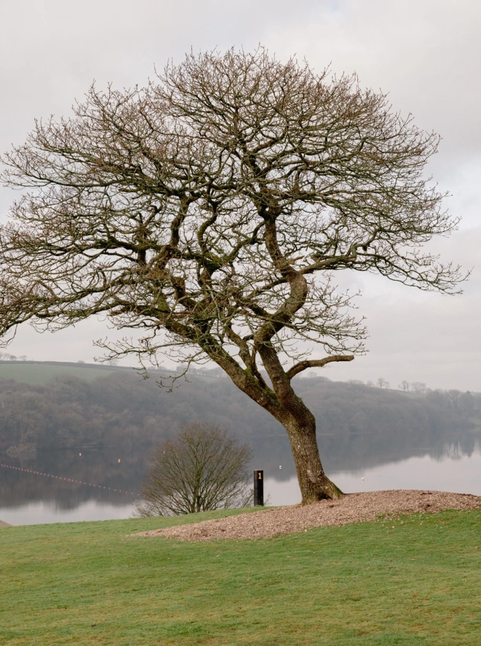 Árbol fotografiado frente al lago Llys y Fran.