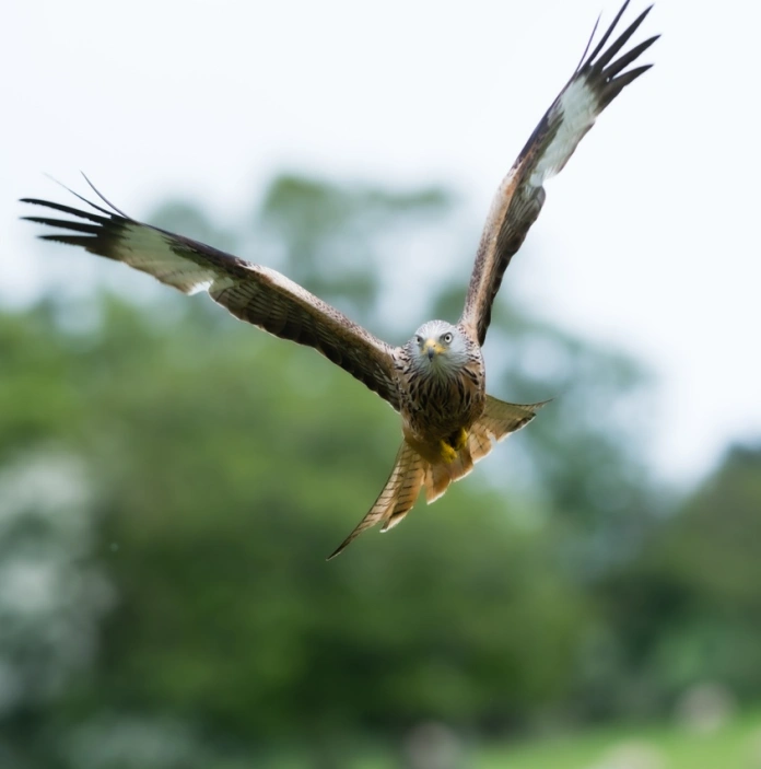 Un grand rapace vole dans les airs.