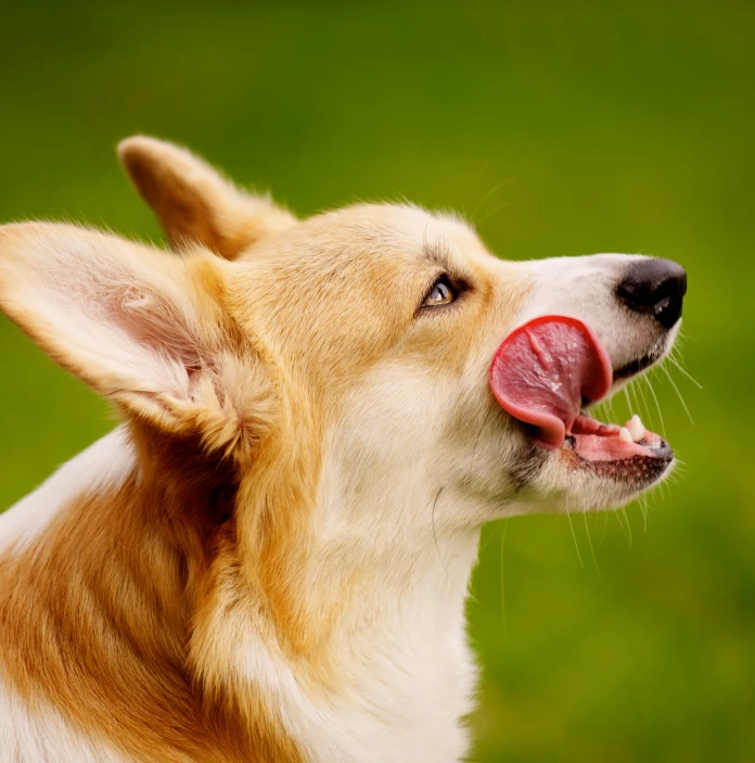 Profil eines Corgi, der sich die Lippen leckt