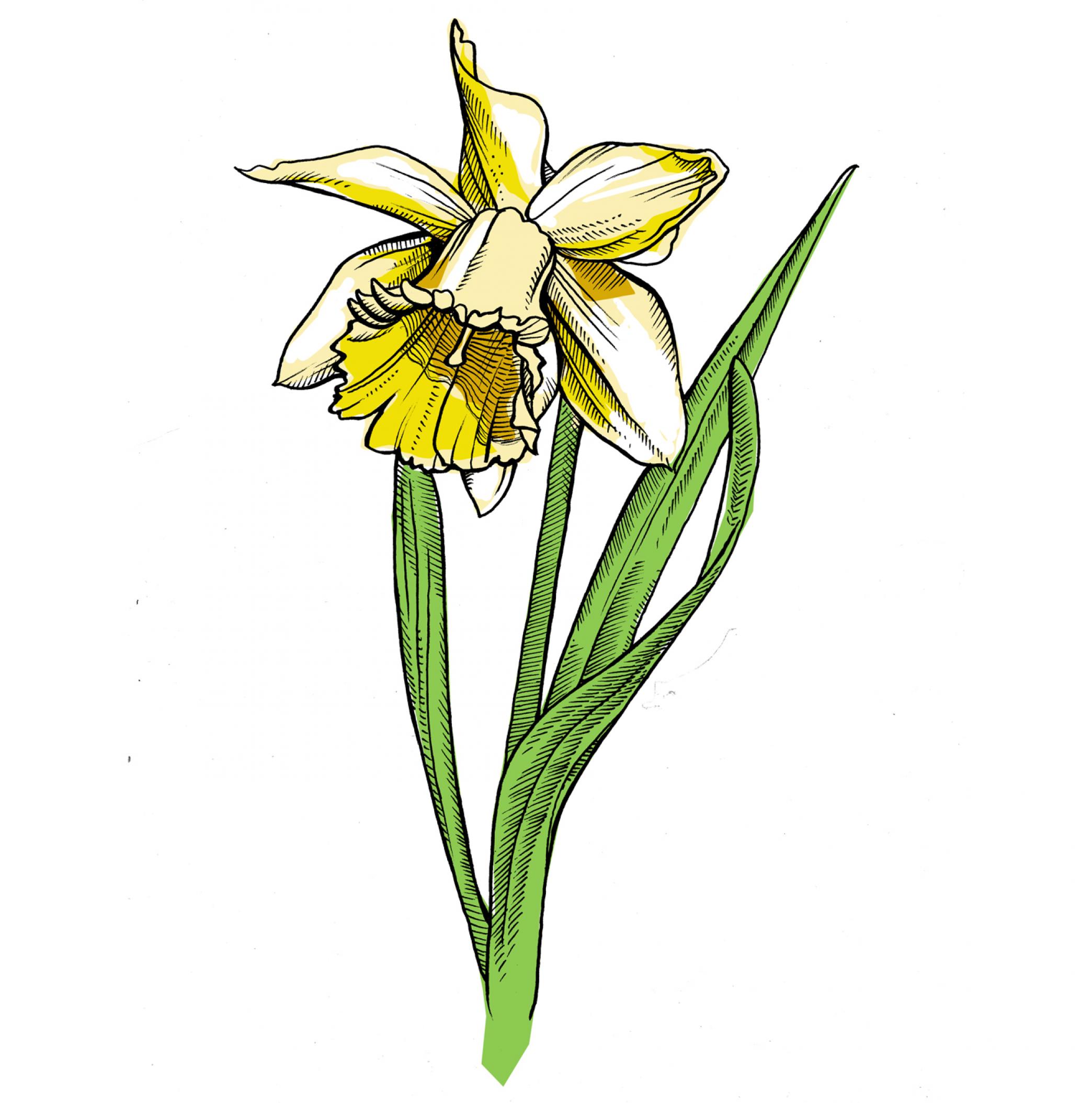 Daffodil symbol