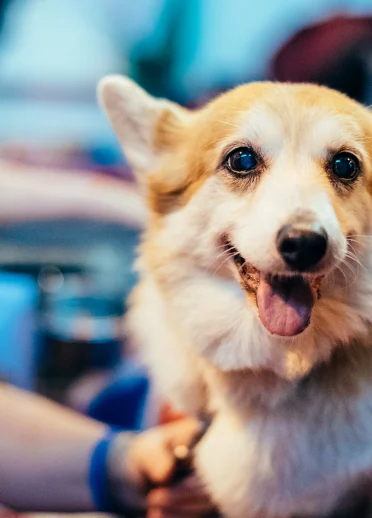 Ein Corgi der in die Kamera lächelt
