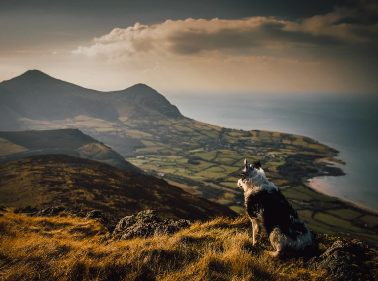 Un chien assis au sommet d'une colline, regardant une scène montagneuse.