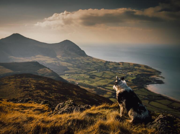Un perro sentado en la cima de una colina, contemplando un paisaje montañoso