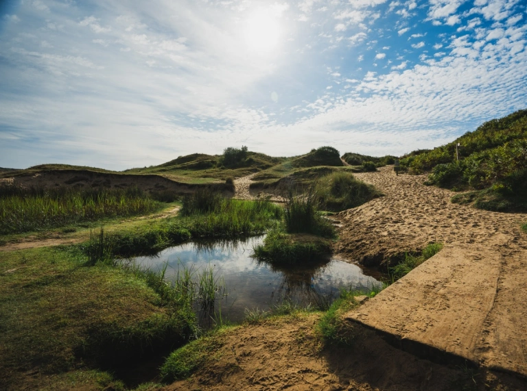 Une belle scène de marais côtier