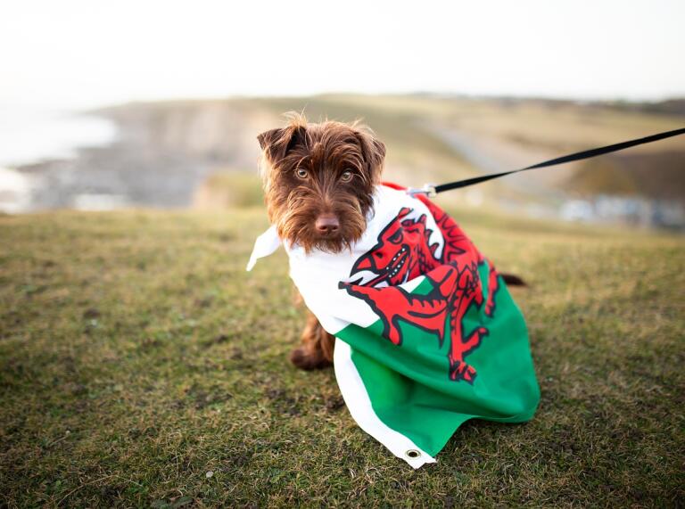 Un perro con una bandera galesa.