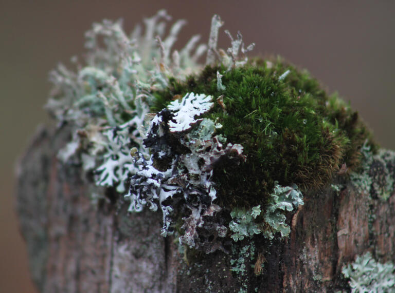 Lichen et mousse poussant sur un rocher.