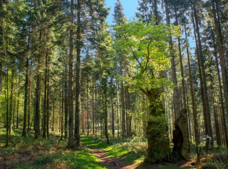 Un bosque verde lujoso con un camino que lo atraviesa