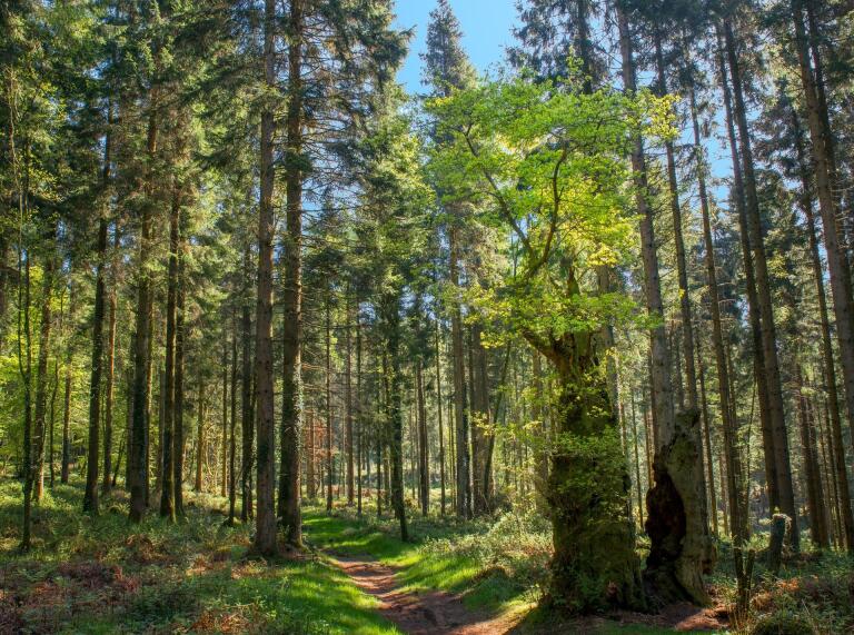 Une forêt verdoyante avec un chemin la traversant