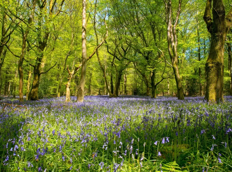 Un bosque verde lujoso con una alfombra de campanillas