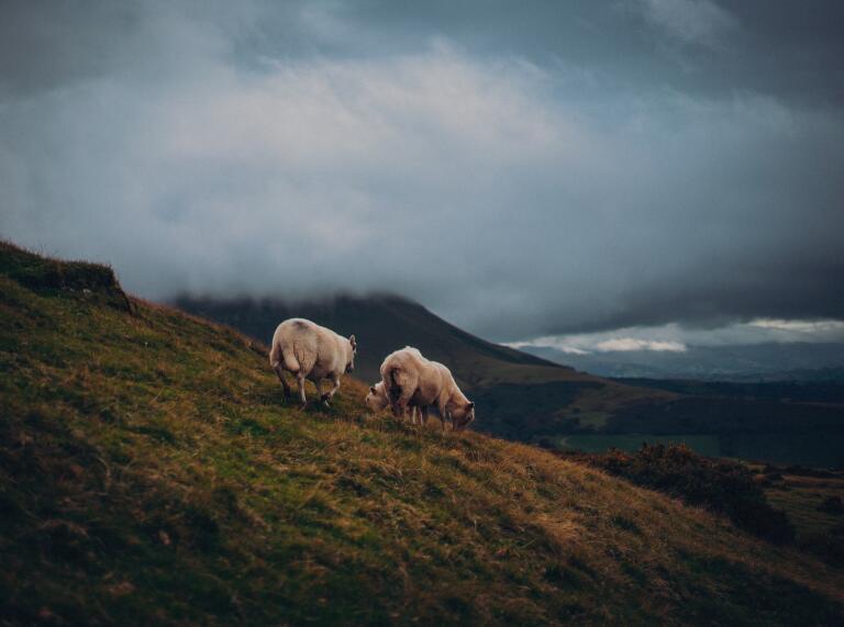 Two sheep on a mountain.