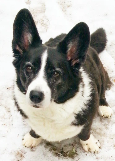 Ein schwarz-weißer Corgi starrt in die Kamera.