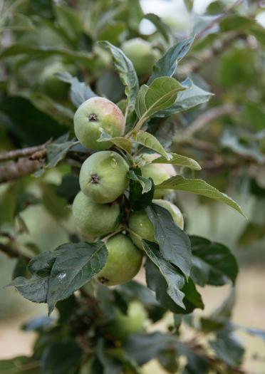 Manzanas que crecen en un árbol en la granja Blaengawney.