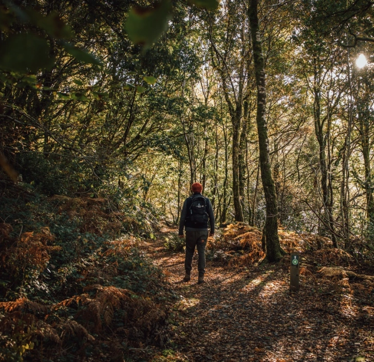 A man walking through a forest