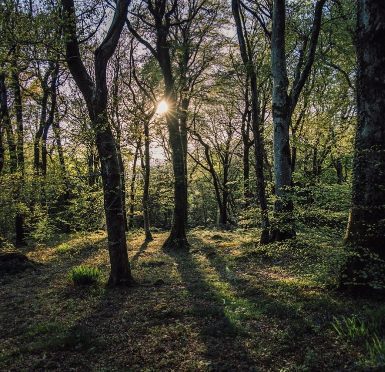 A green leafy forest scene with the sun shining through the trees