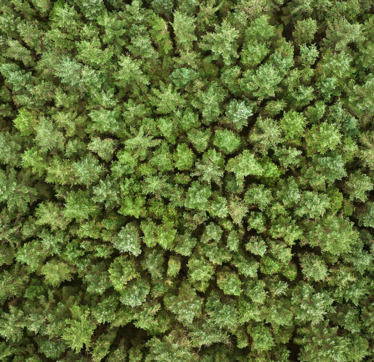 A birds eye view of a forest.