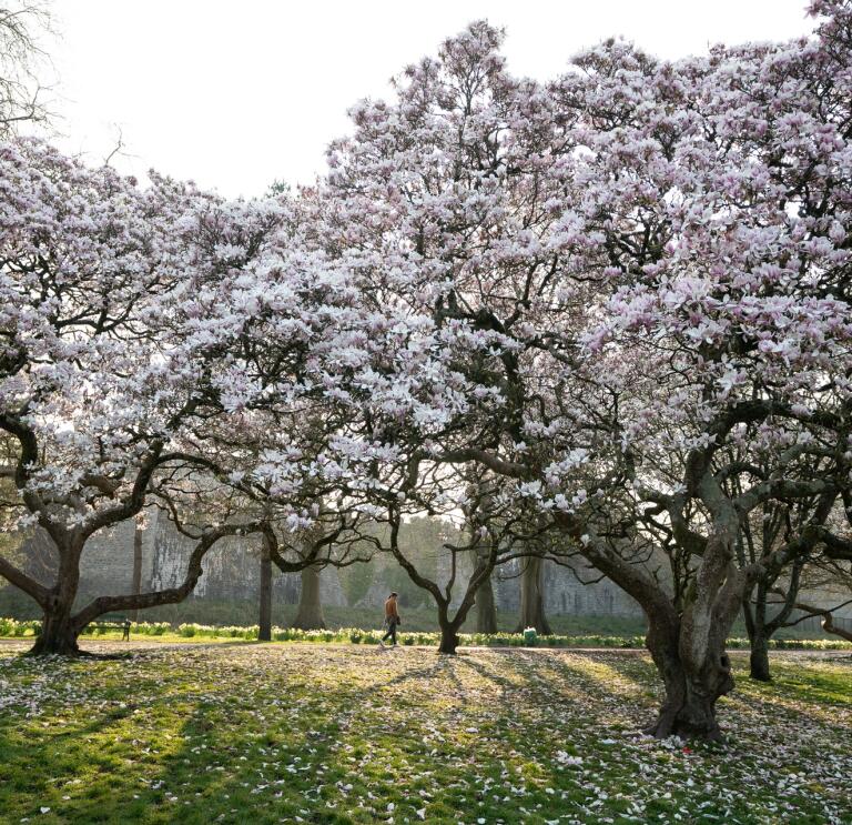 Trees in bloom in the gardens of Bute Park in Cardiff.