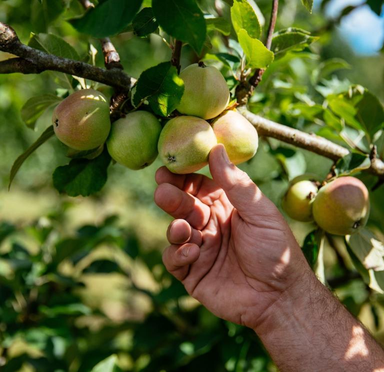 Una mano moteada de sol recogiendo manzanas de un manzano.