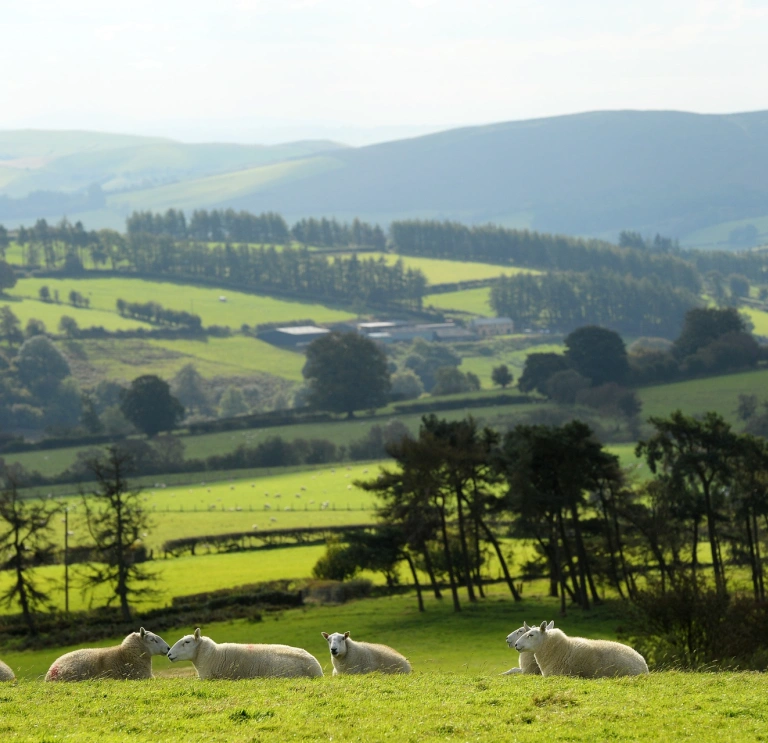 Sheep laying in a green field.