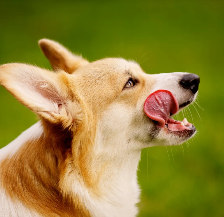 Profil latéral d'un Corgi se léchant les babines.