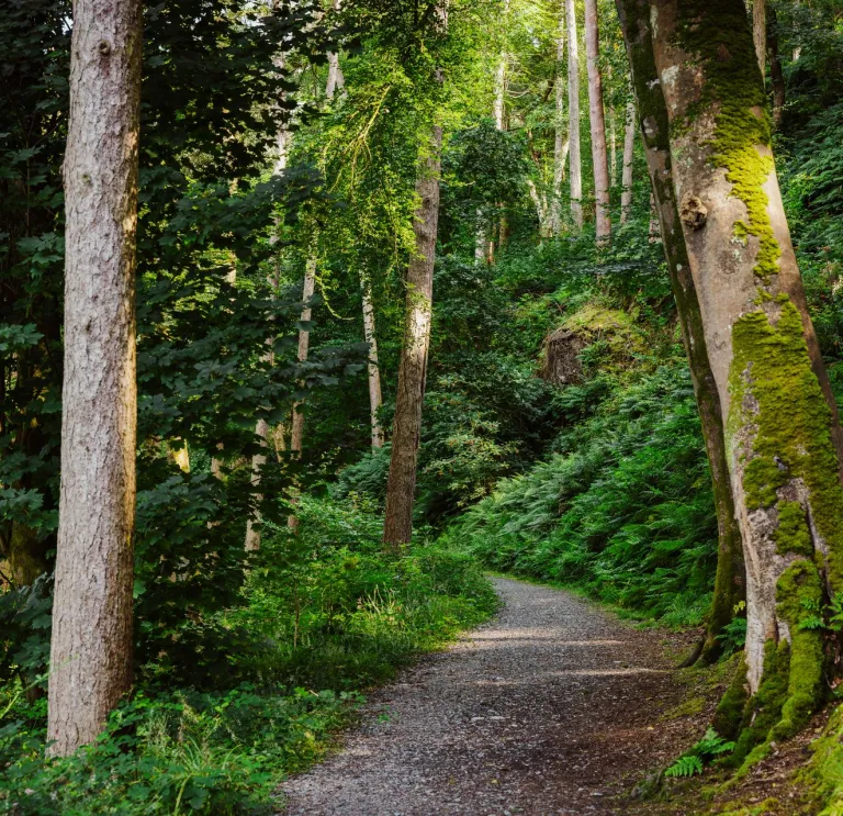 A woodland path winding between trees