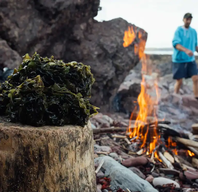 Freshly picked seaweed sitting on a rock on the beach