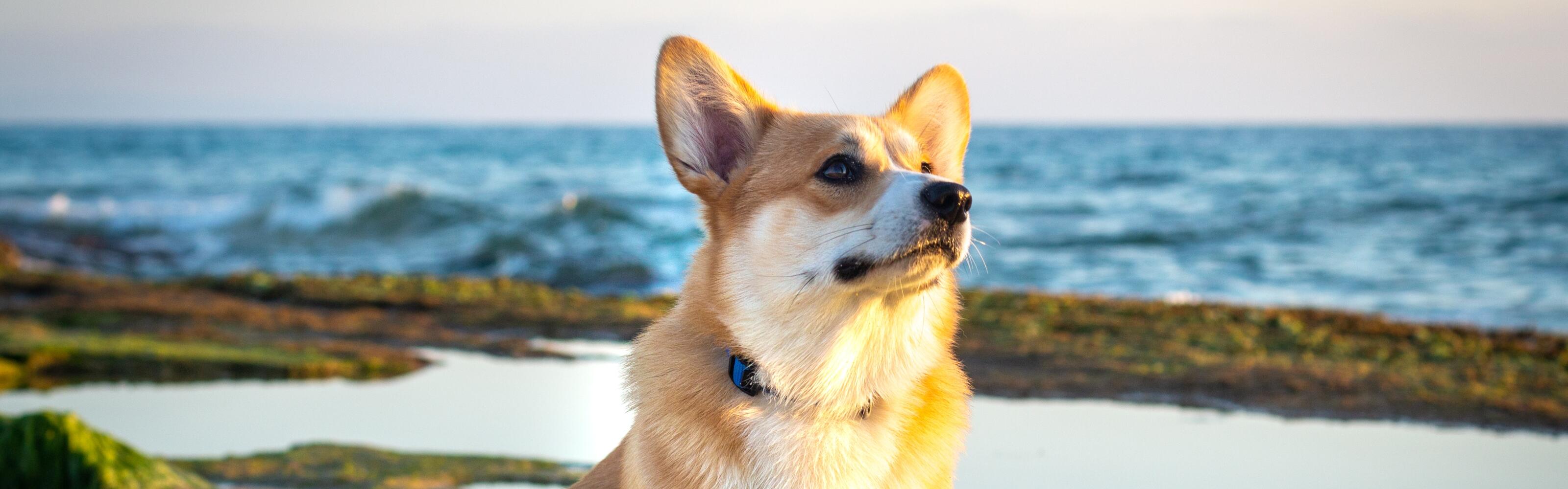 How the corgi became our most famous dog