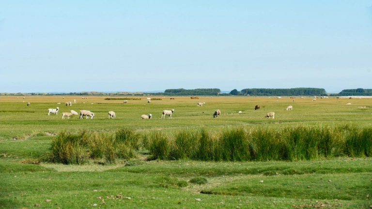 Schafe grasen auf den Salzwiesen der Weobley Castle Farm auf der Gower.