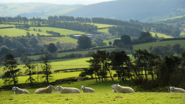 Schafe, die auf einer grünen Wiese liegen.