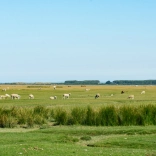 Sheep grazing on the salt marshes of Weobley Castle Farm, Gower.